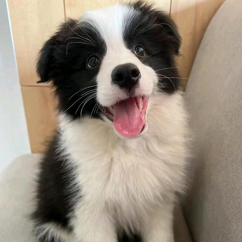 A྄ི 曹小亮 °🦖