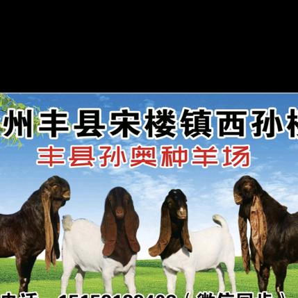 丰县孙奥种羊场