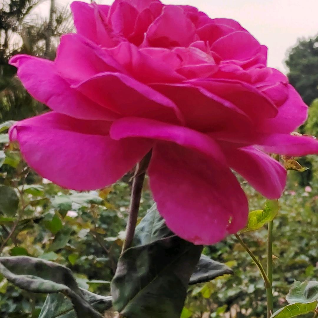 亚芸⁵¹⁵²