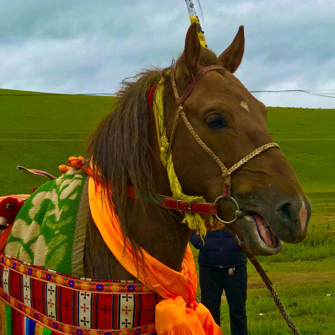 རྨ་བྱ། 𓃗多熊玛夏平台