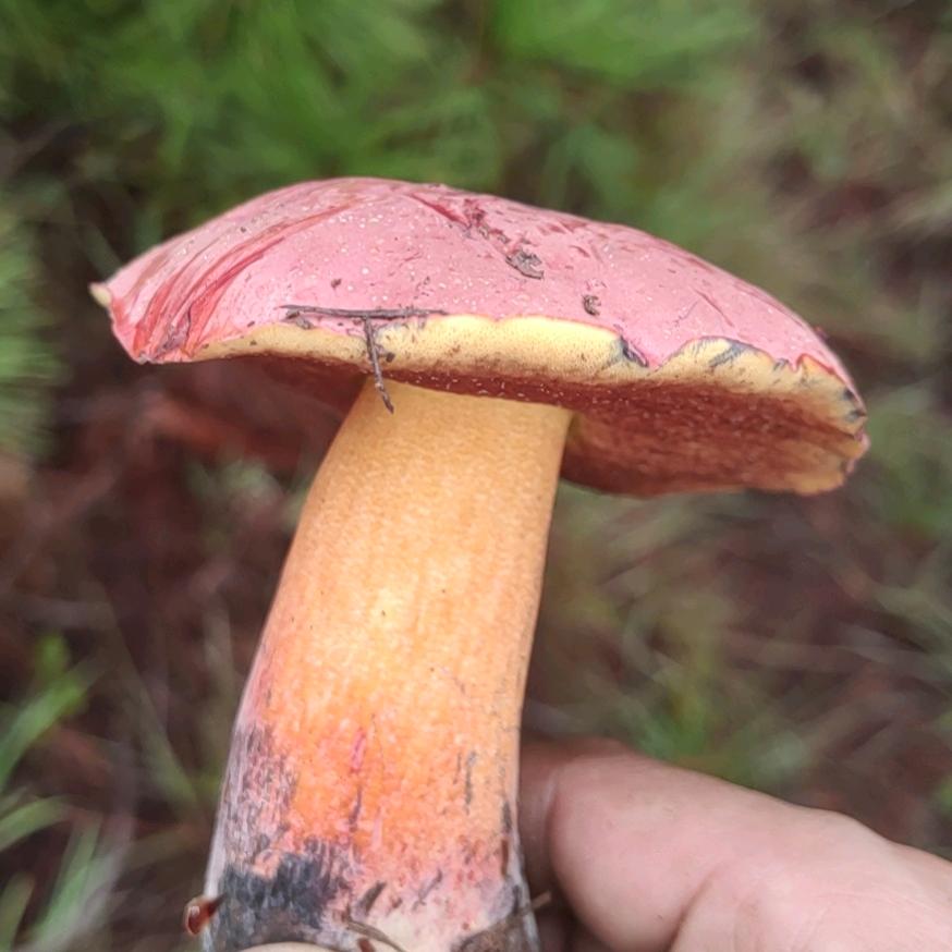 半支烟的温柔