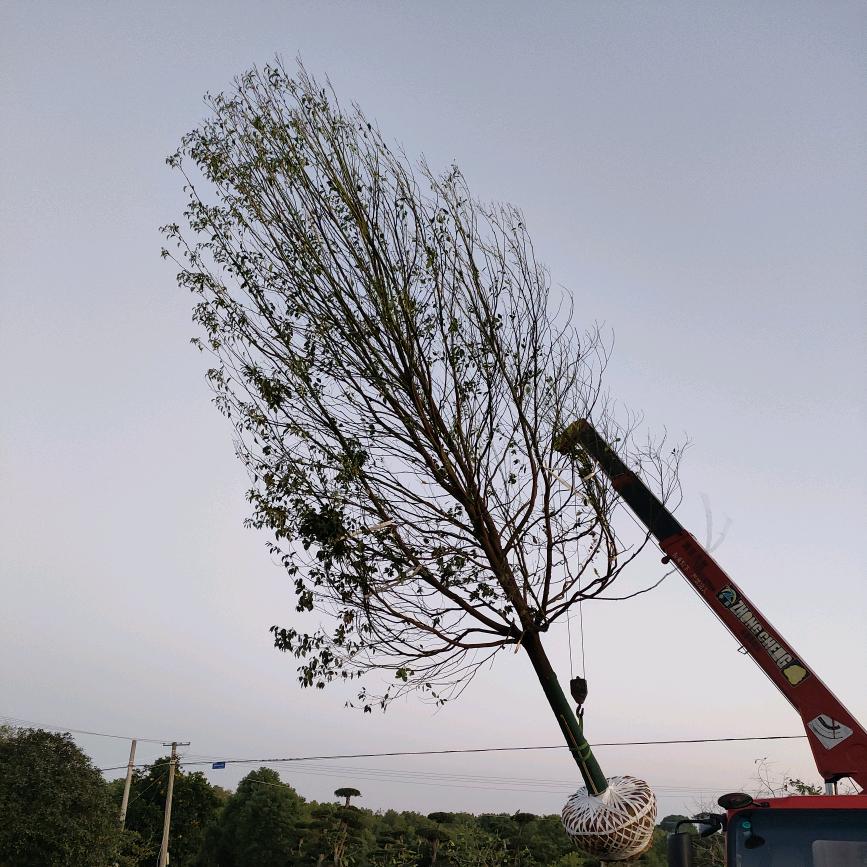 军哥苗木种植合作社