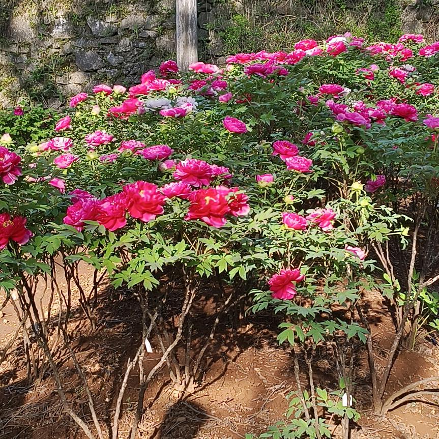 默默妈