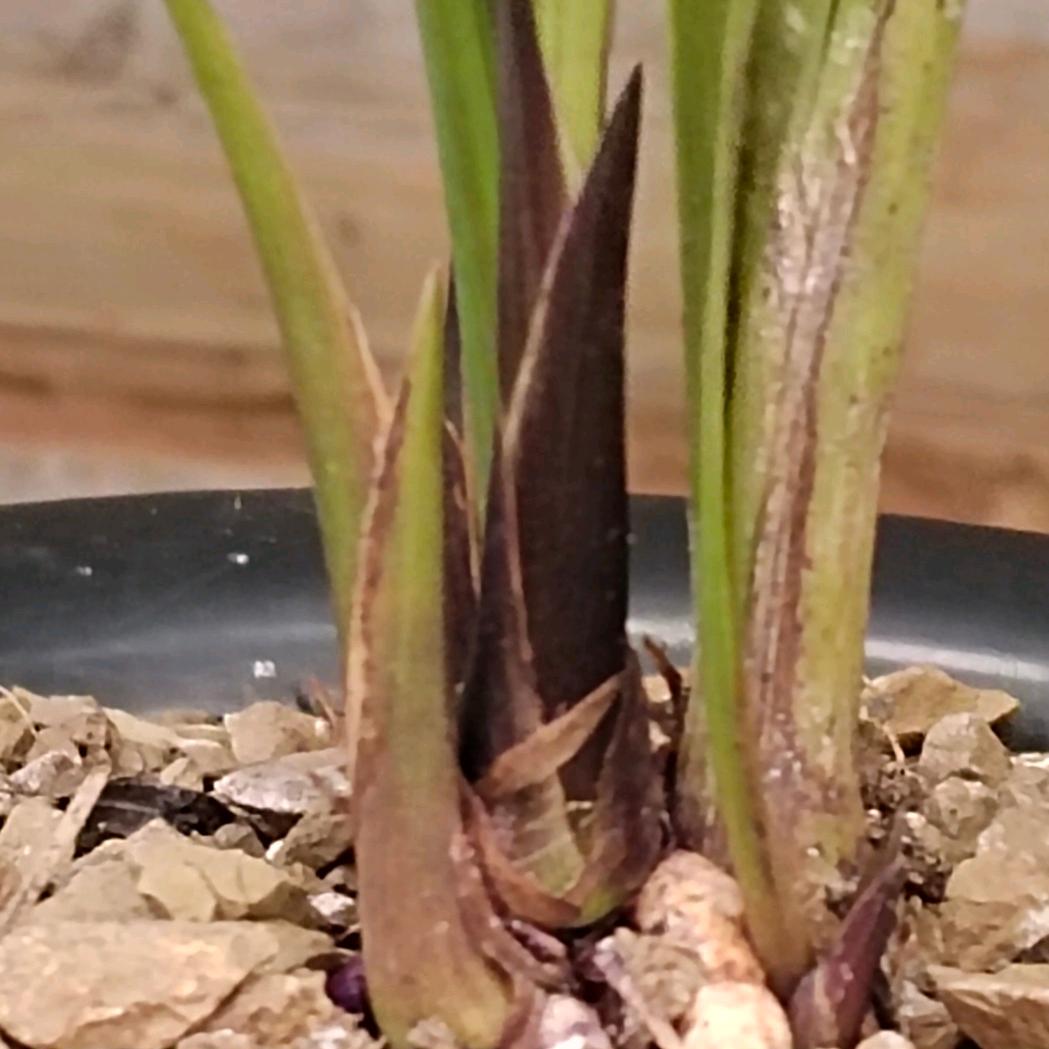 @꧁荷ℳ兰᭄꯭ 苑༊