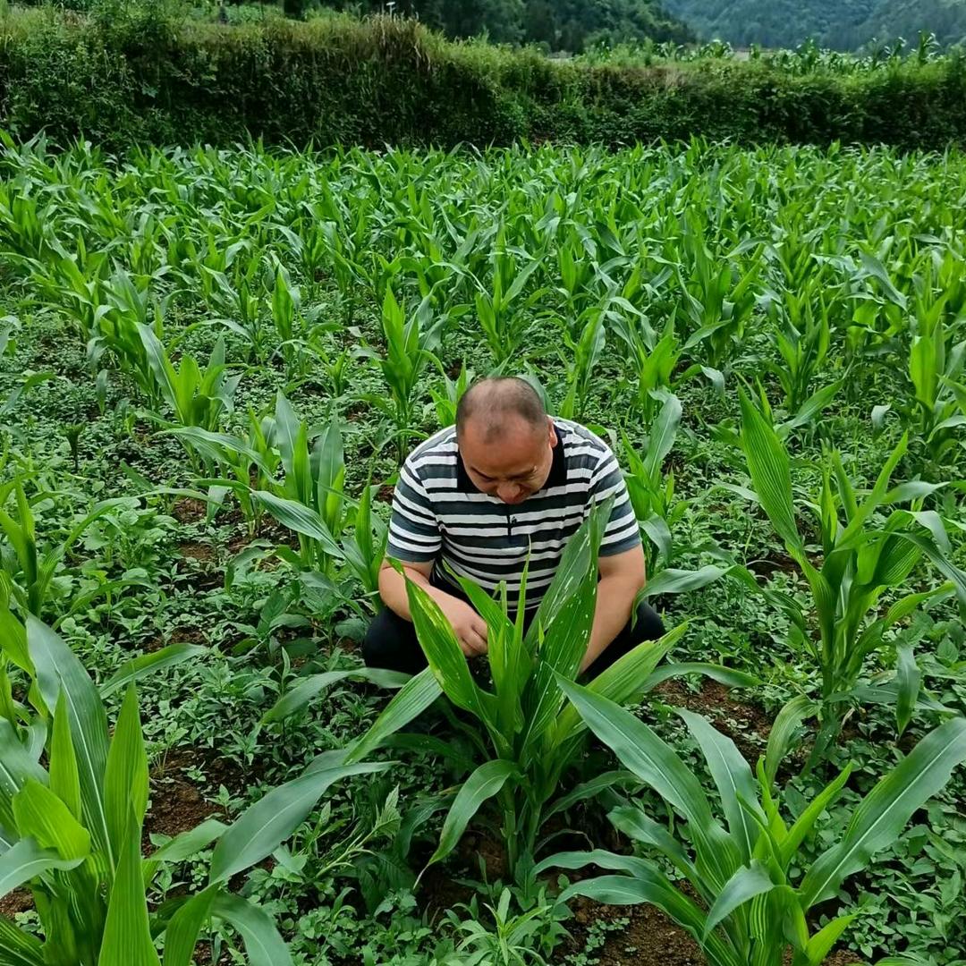 务川县农业人周磅