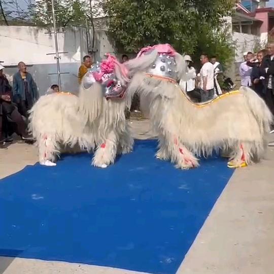 许昌小白狮《阿召》