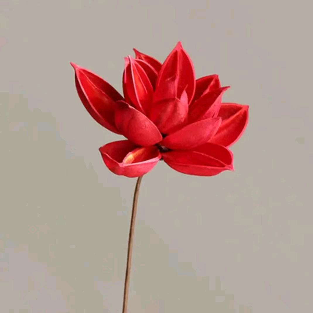 莲缘轩