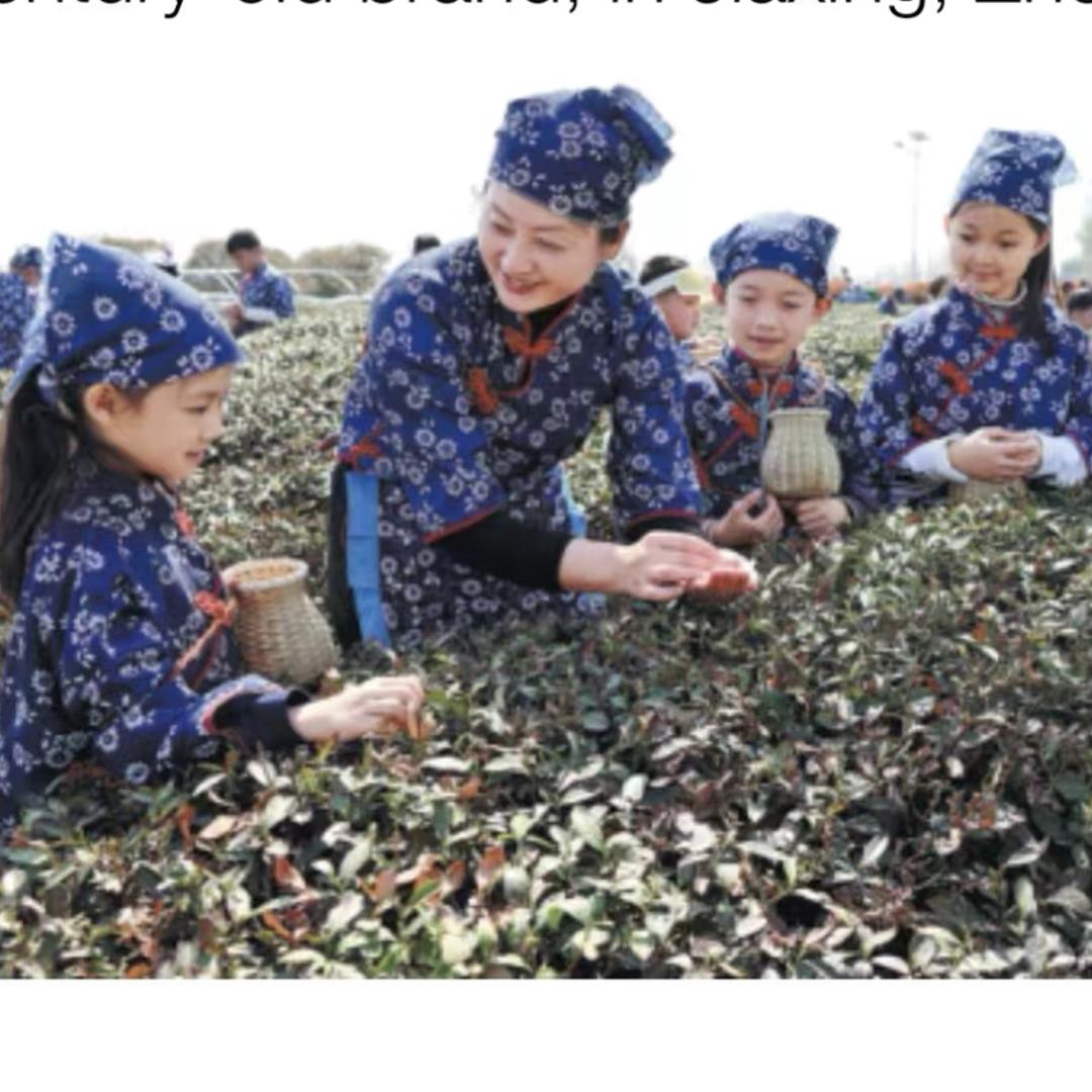 枣庄种茶姐陈圆圆