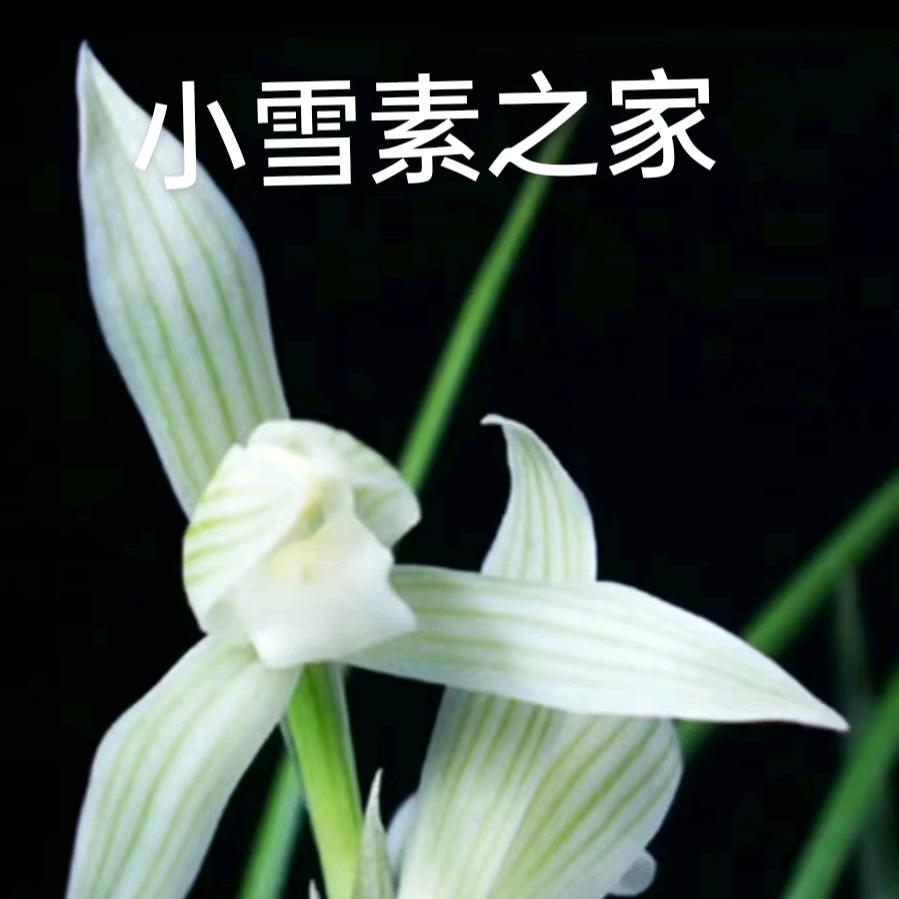 小雪素之家/小虎兰苑