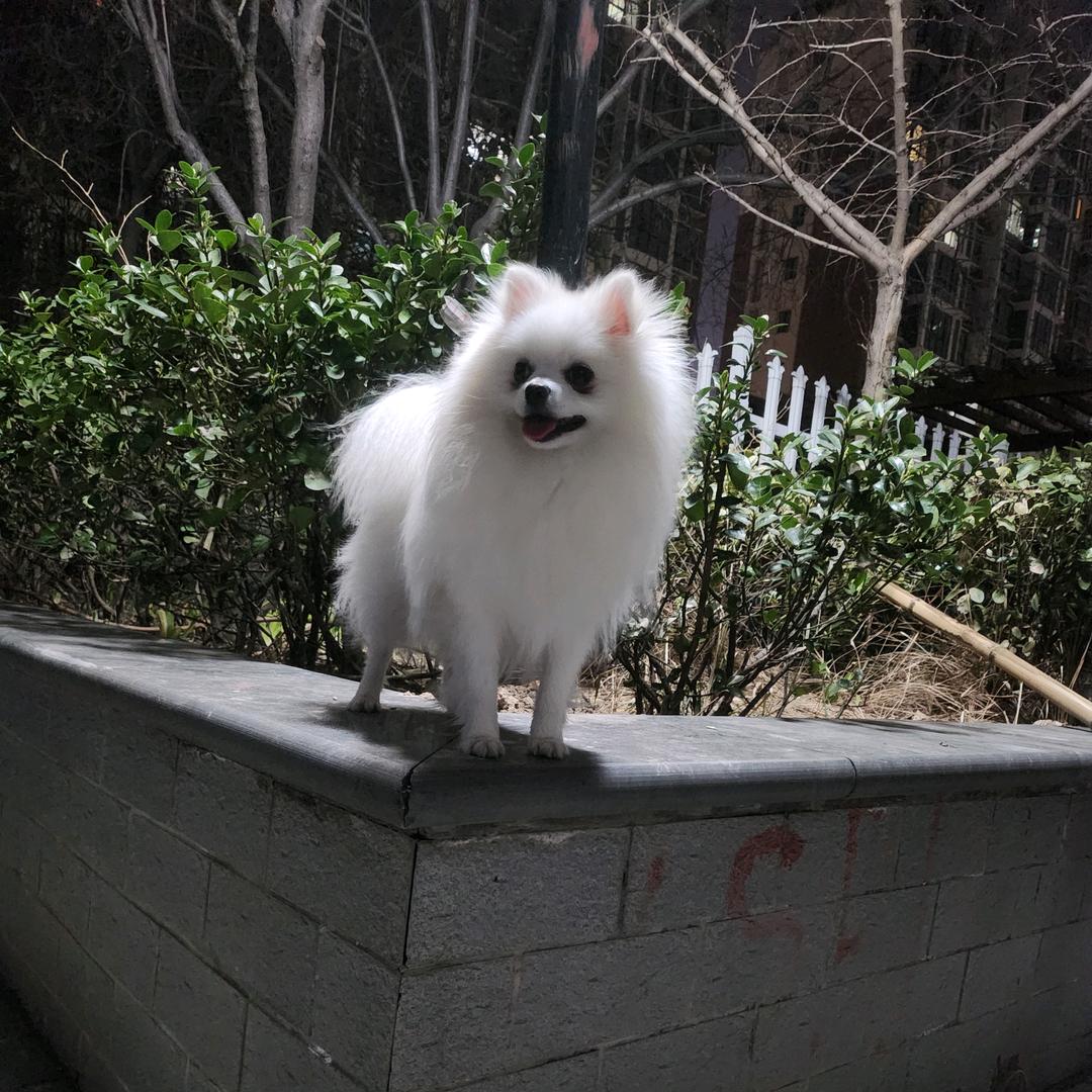 ღ᭄汪汪见犬舍ღ᭄💞