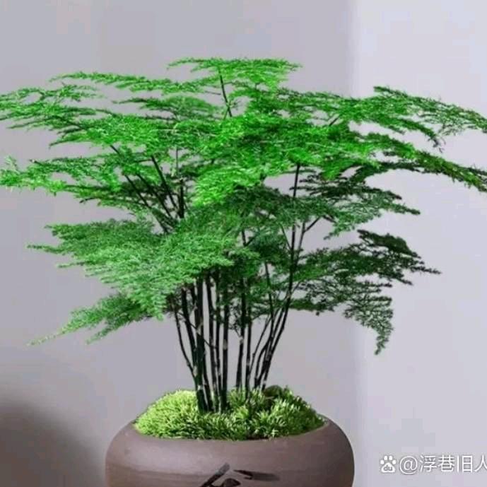 笑看夕阳红