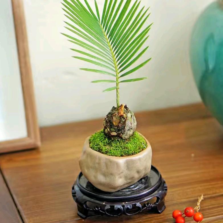 小苗花卉（有关必回）