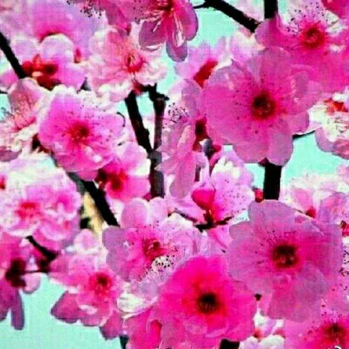 三里桃花不及卿