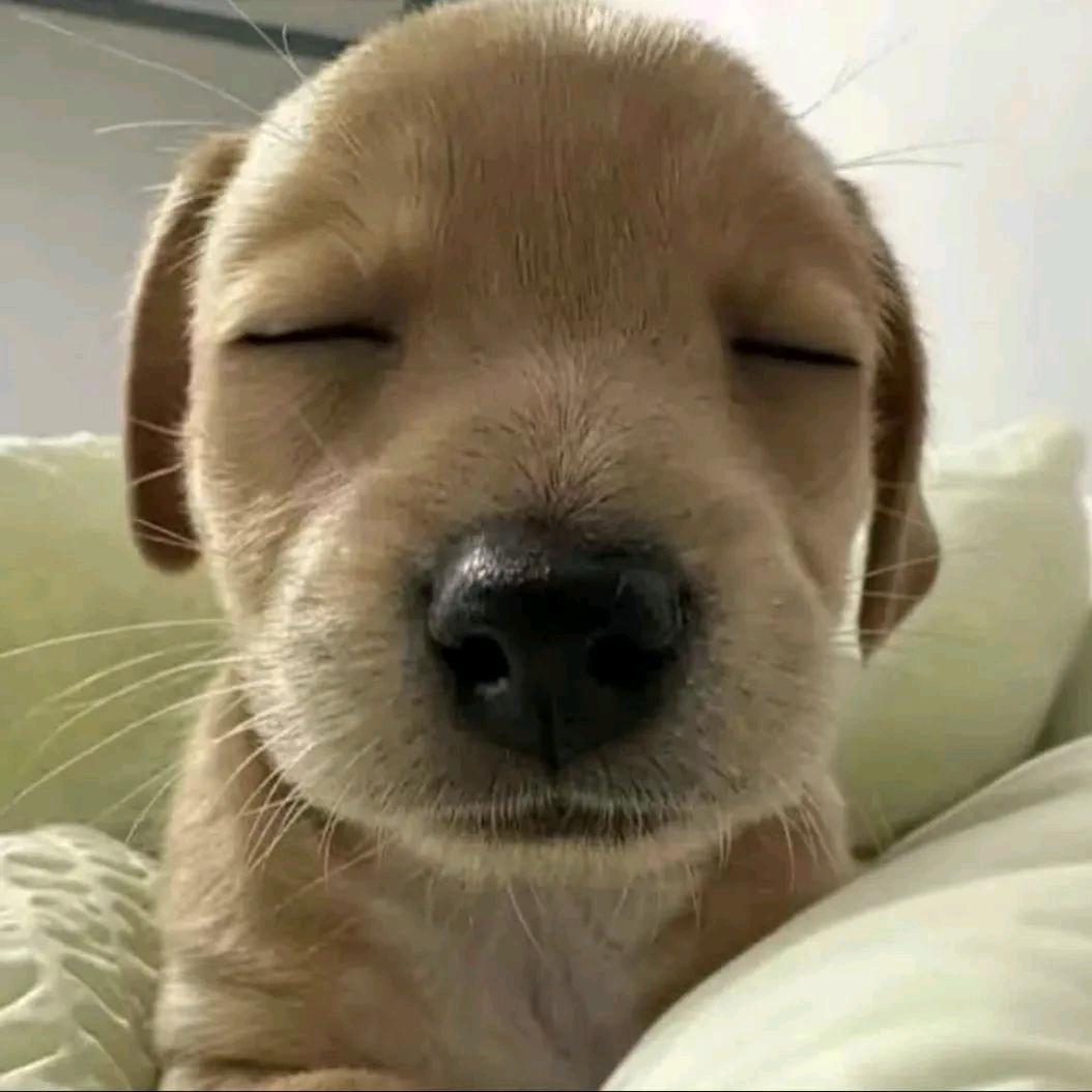 天才小高✨