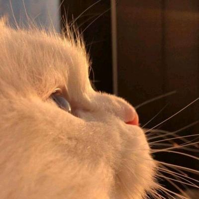 萌新（残血版）