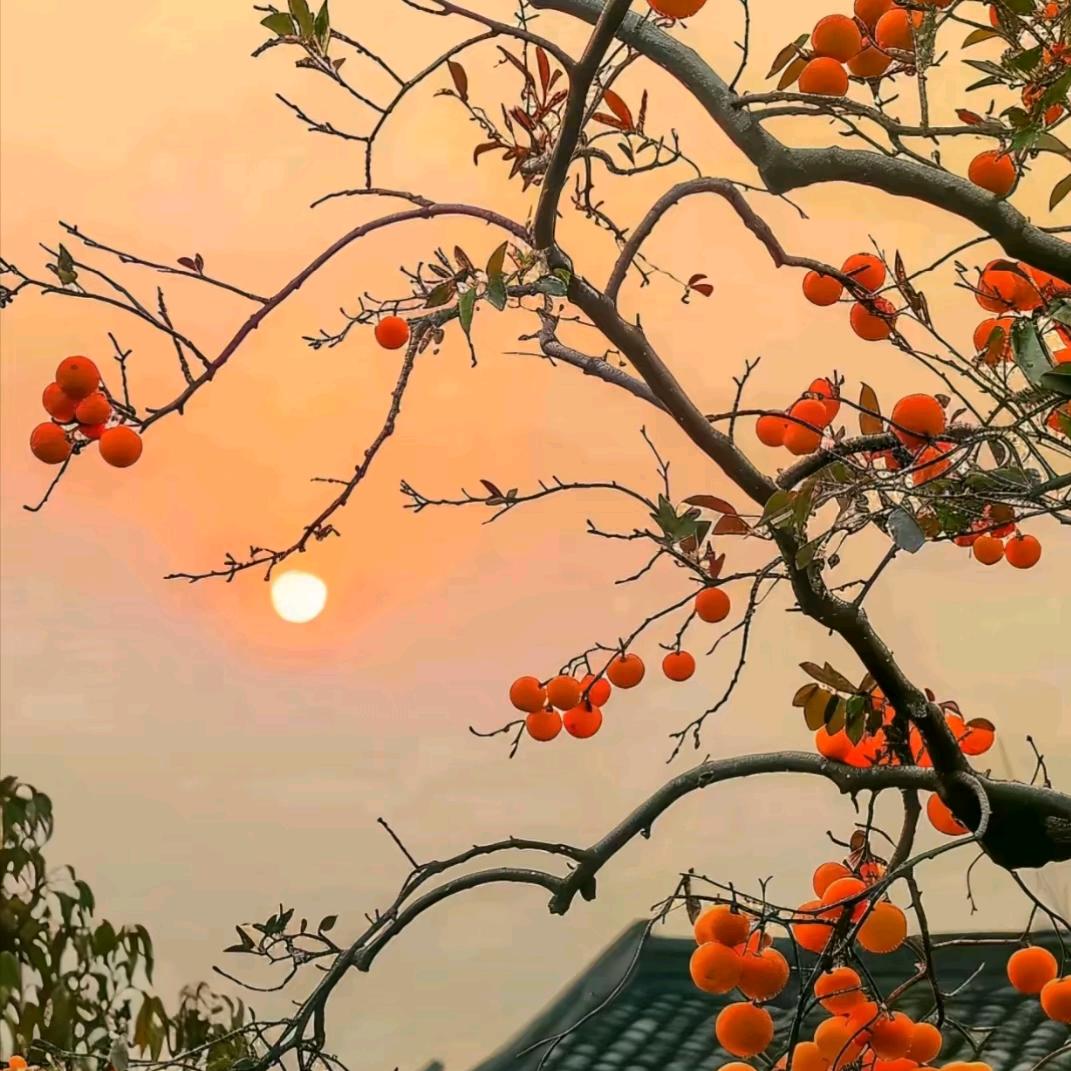 成成姐
