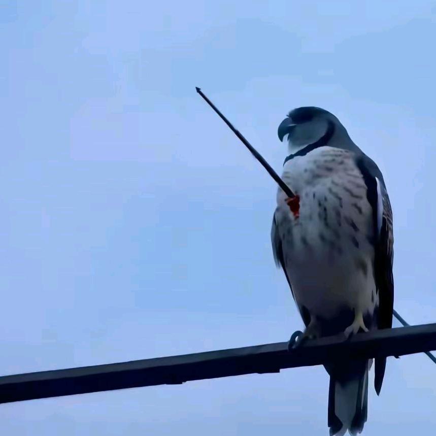 白桦