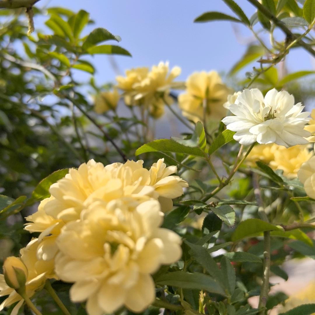 开森