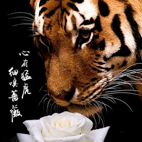 鹤城阿Q