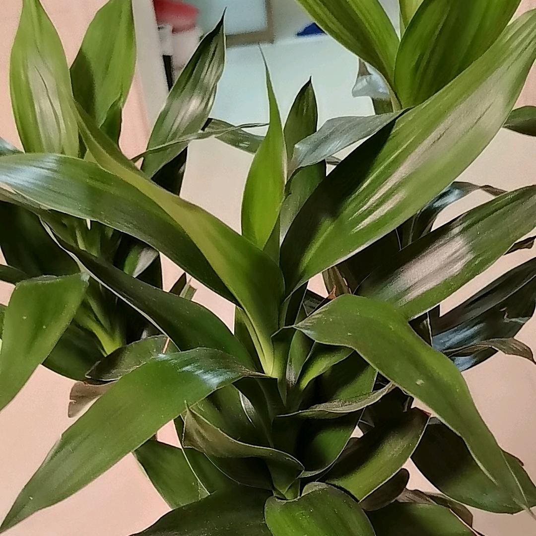 籍小玉