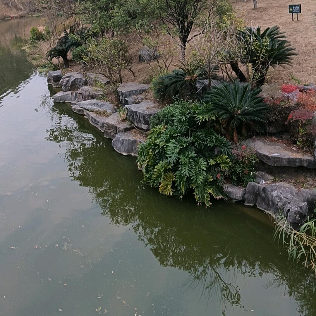 竹叶