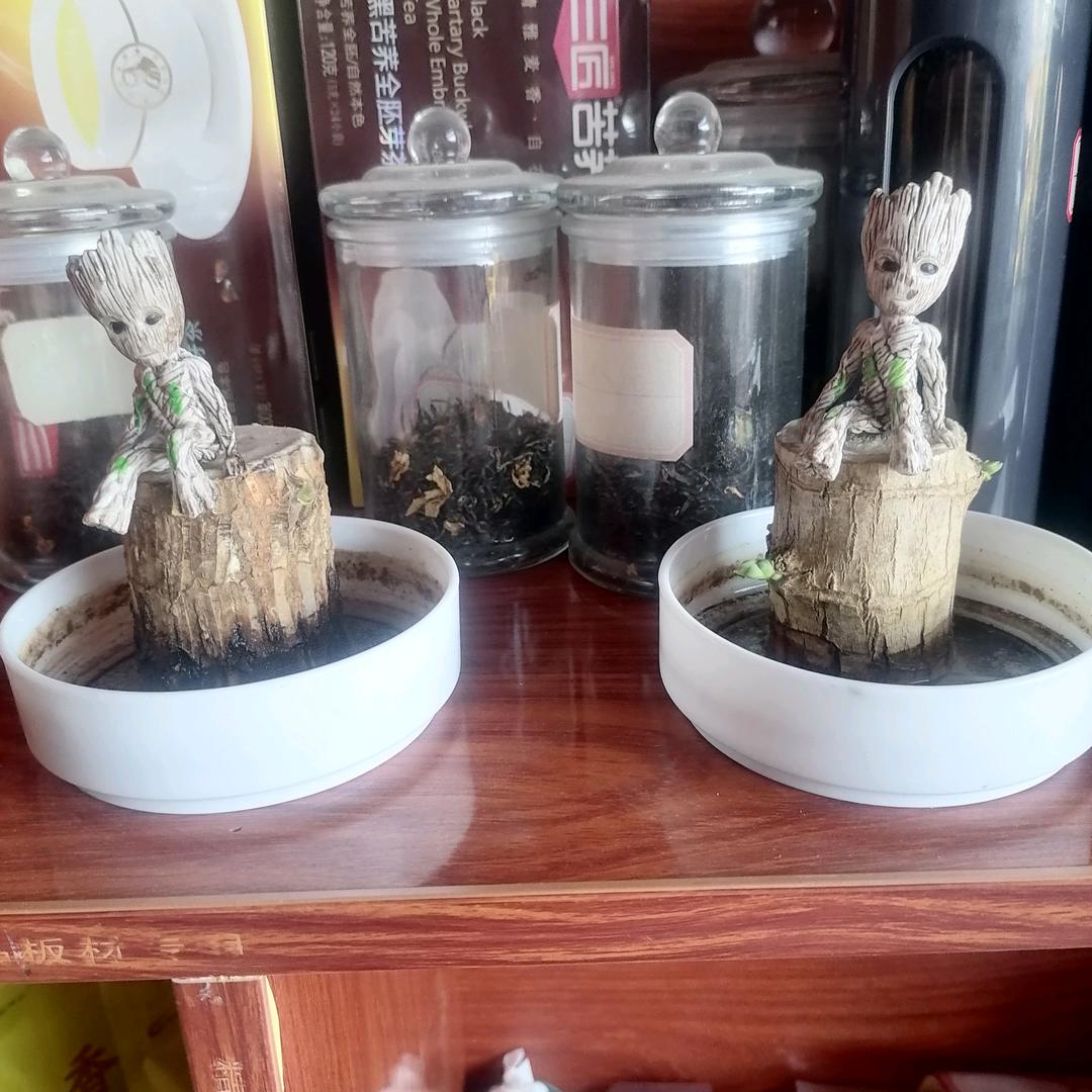 i🐑🐑