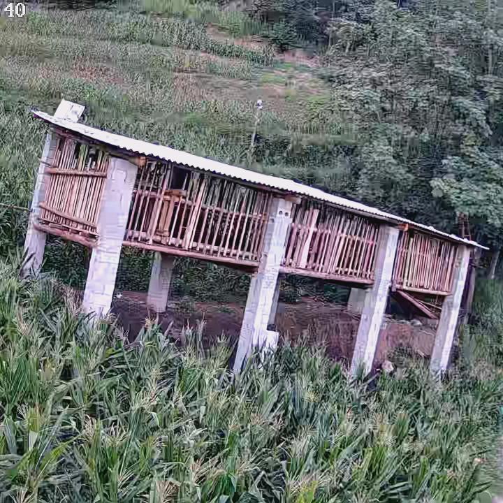 放羊勋哥