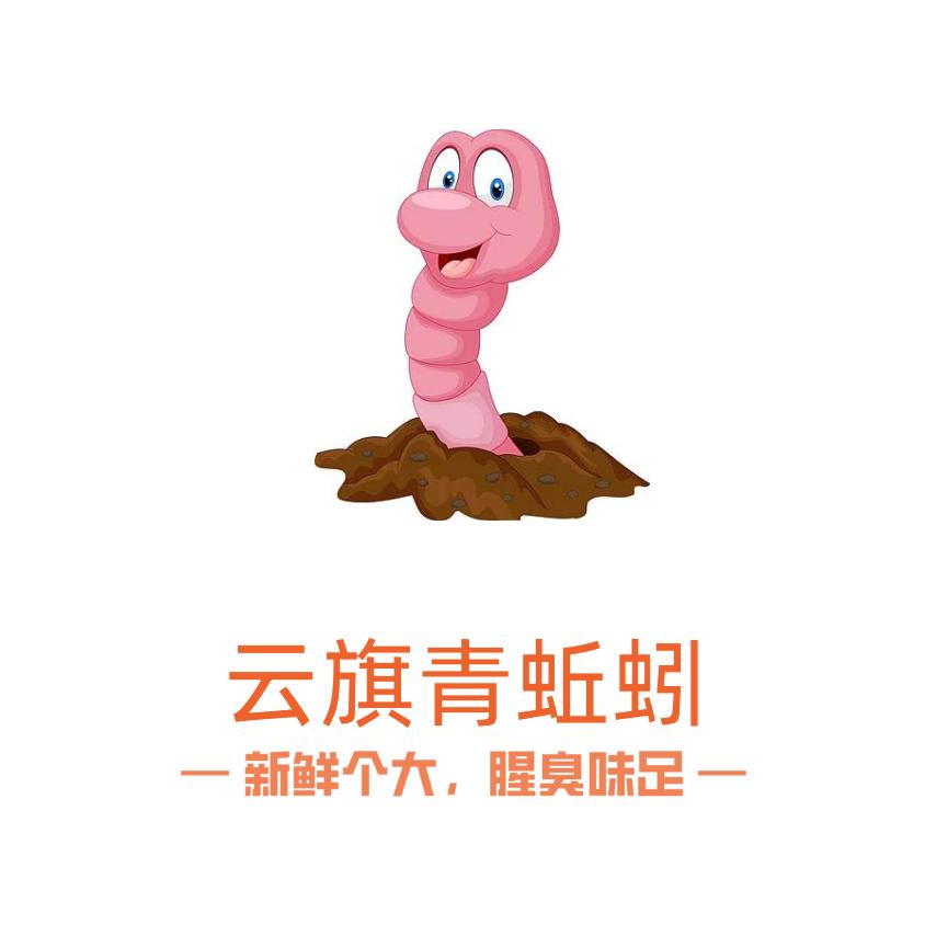 湖北仙桃云旗青蚯蚓