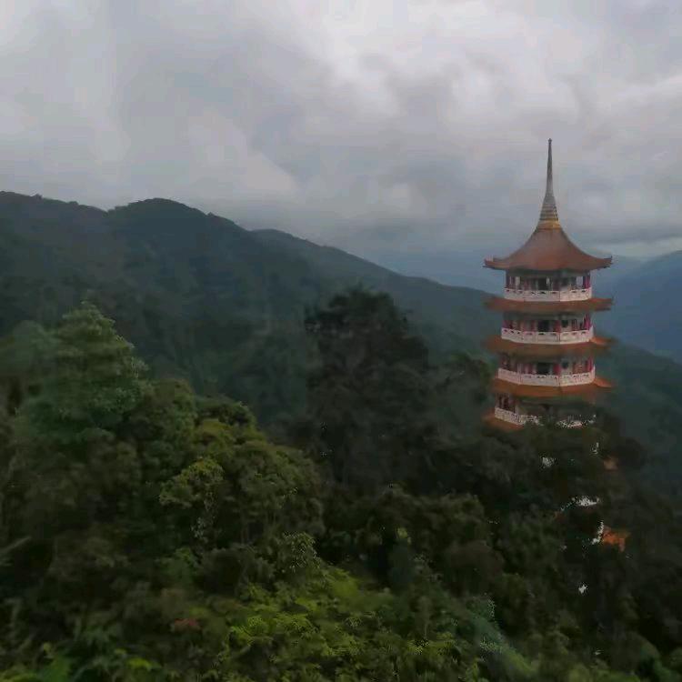 杨哥