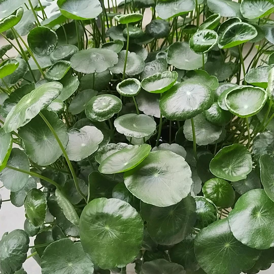但问耕运，莫问收获