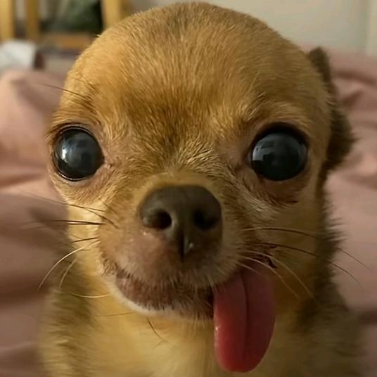 熬不死我就不睡