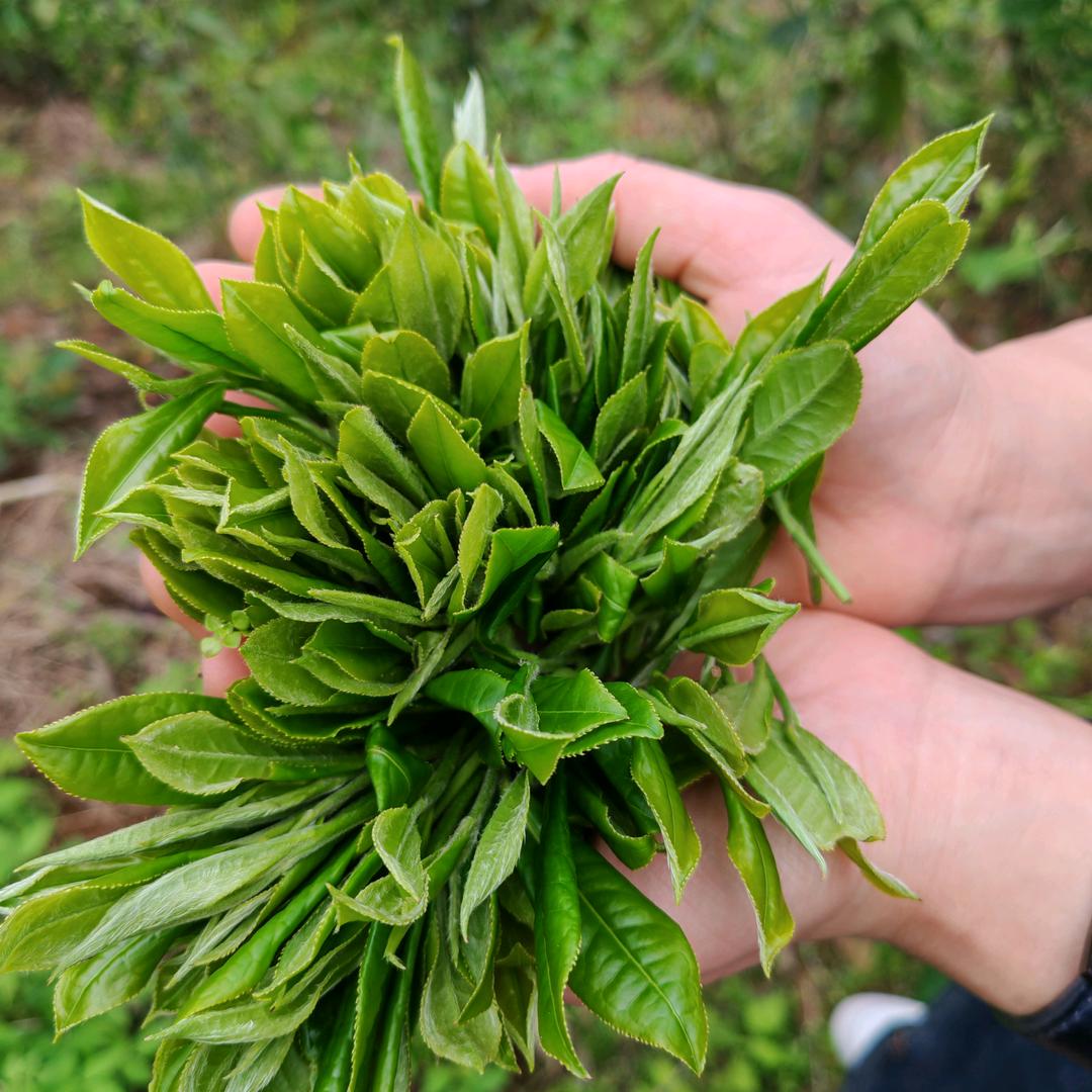花香白茶