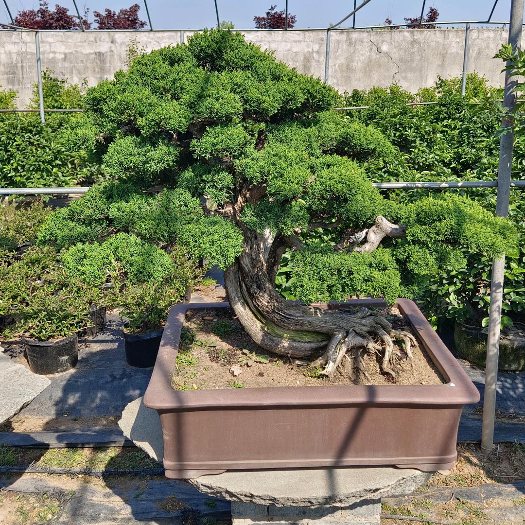 梦湖园艺