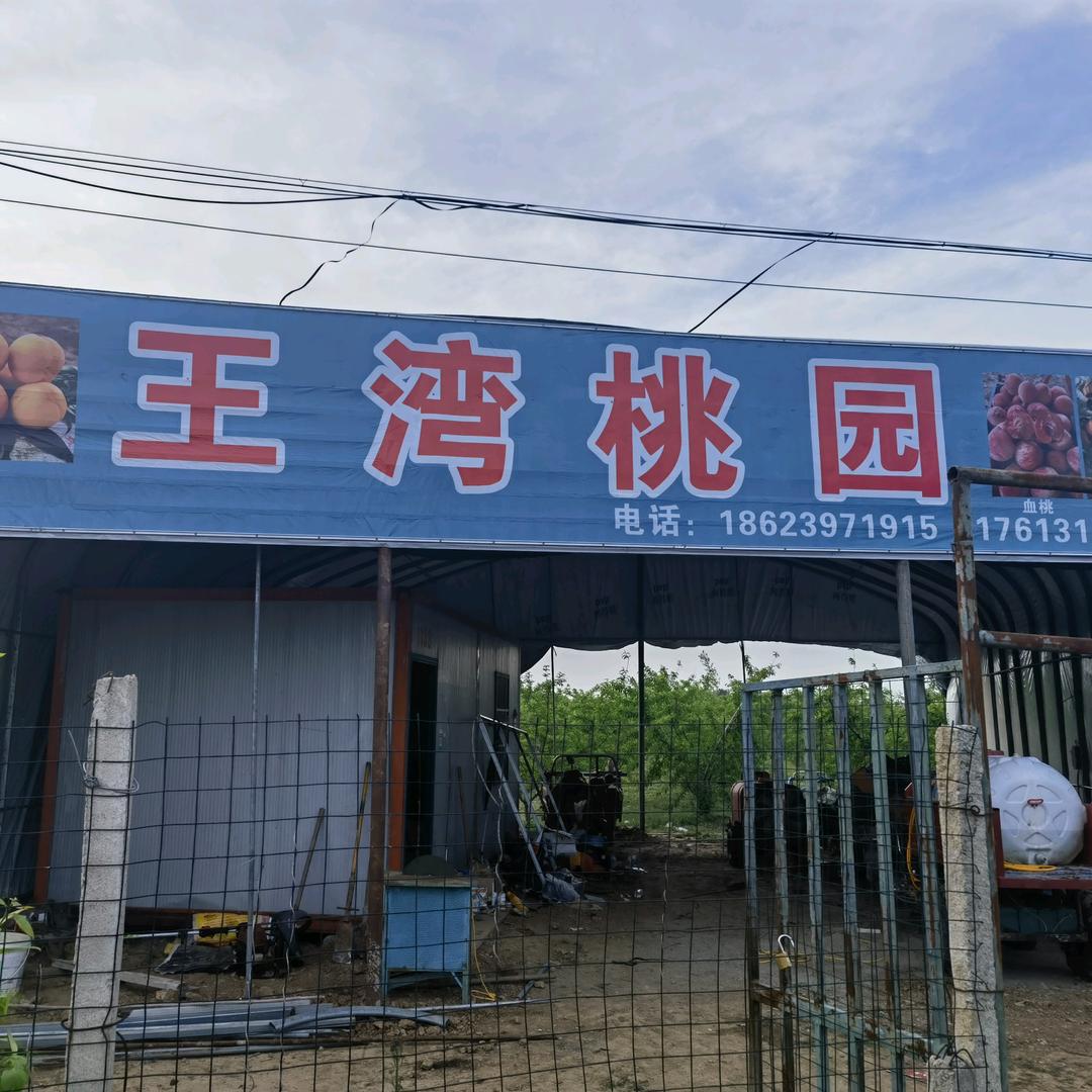 🌈小桃农啊！《王湾桃园》