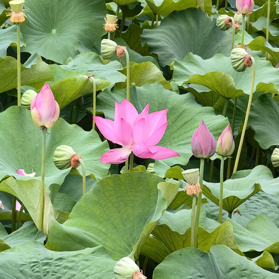 想吃菠萝蜜