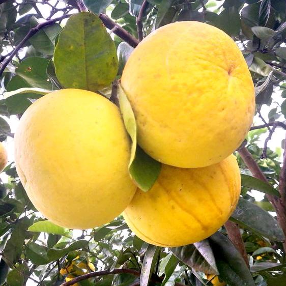 梁平柚土特产小店