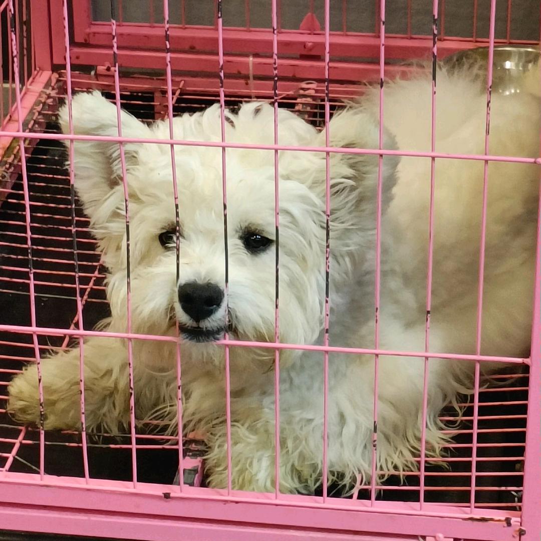 小笛