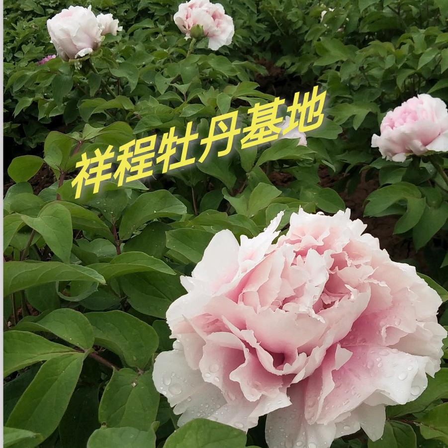 洛阳程程牡丹种植基地