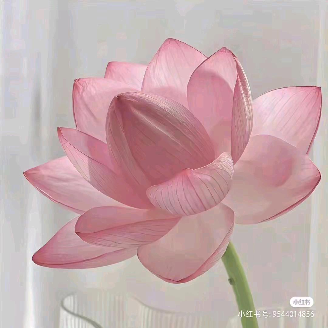 一枝花🌸