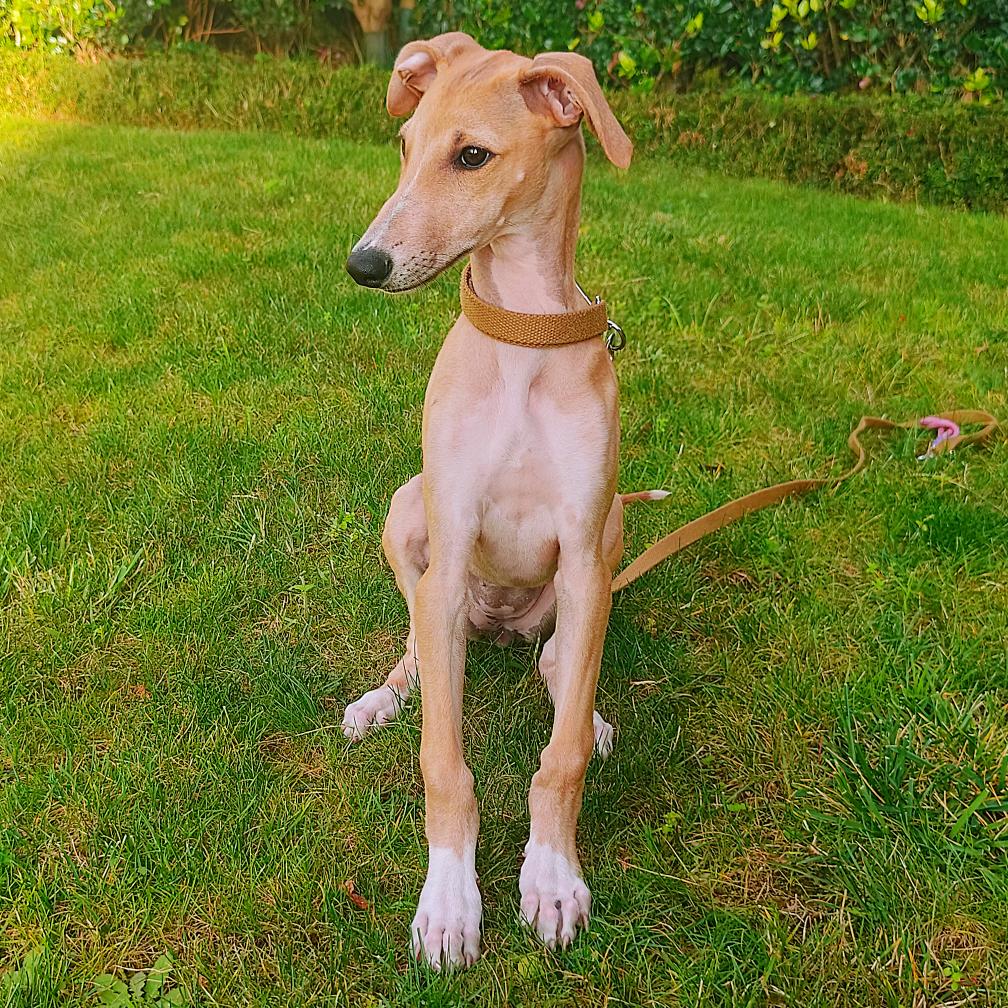 糯米是灵缇犬