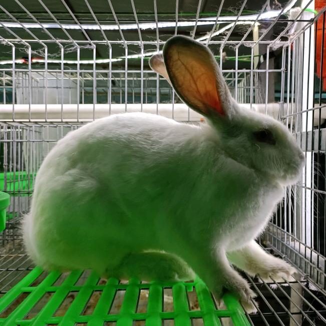 安义科技养兔基地(产地直发顺丰 京东)