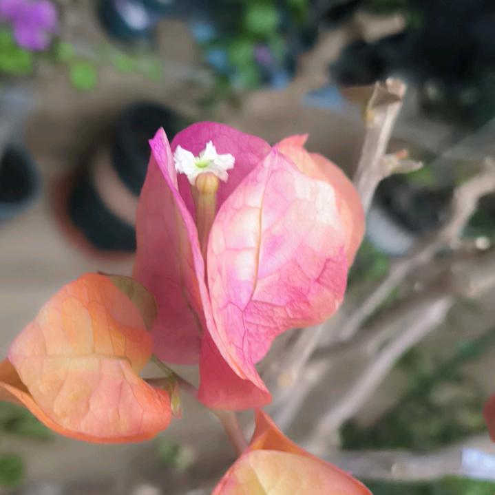 雅