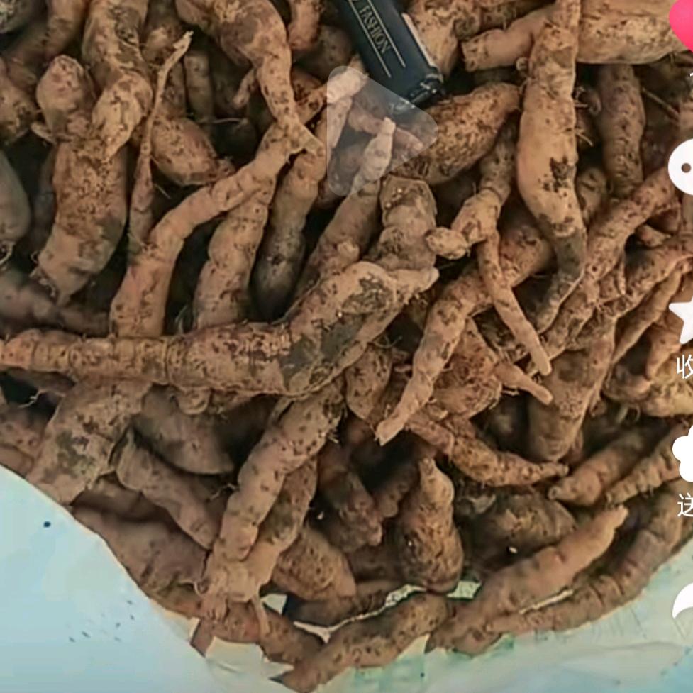 ᦦ້ᮨ꯭经营大葱地黄原种（请不要连赞）