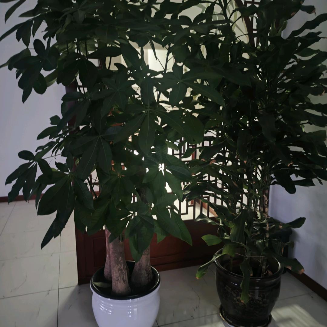 明天？，