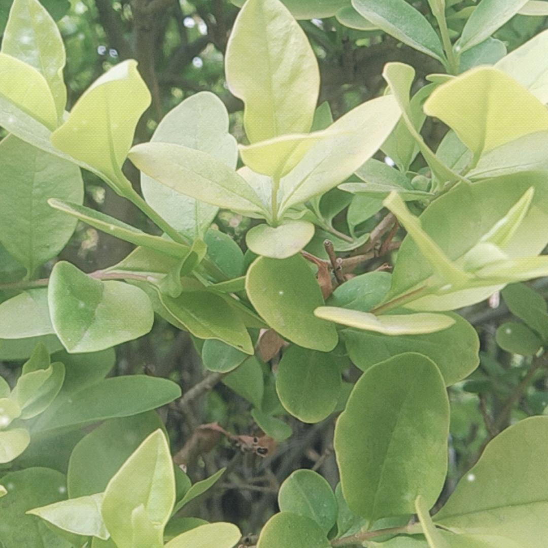 优雅宣