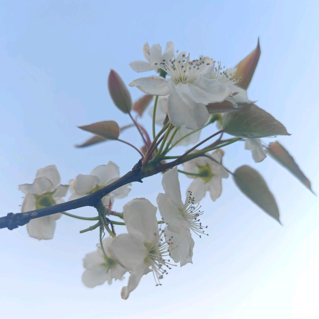 生产队长