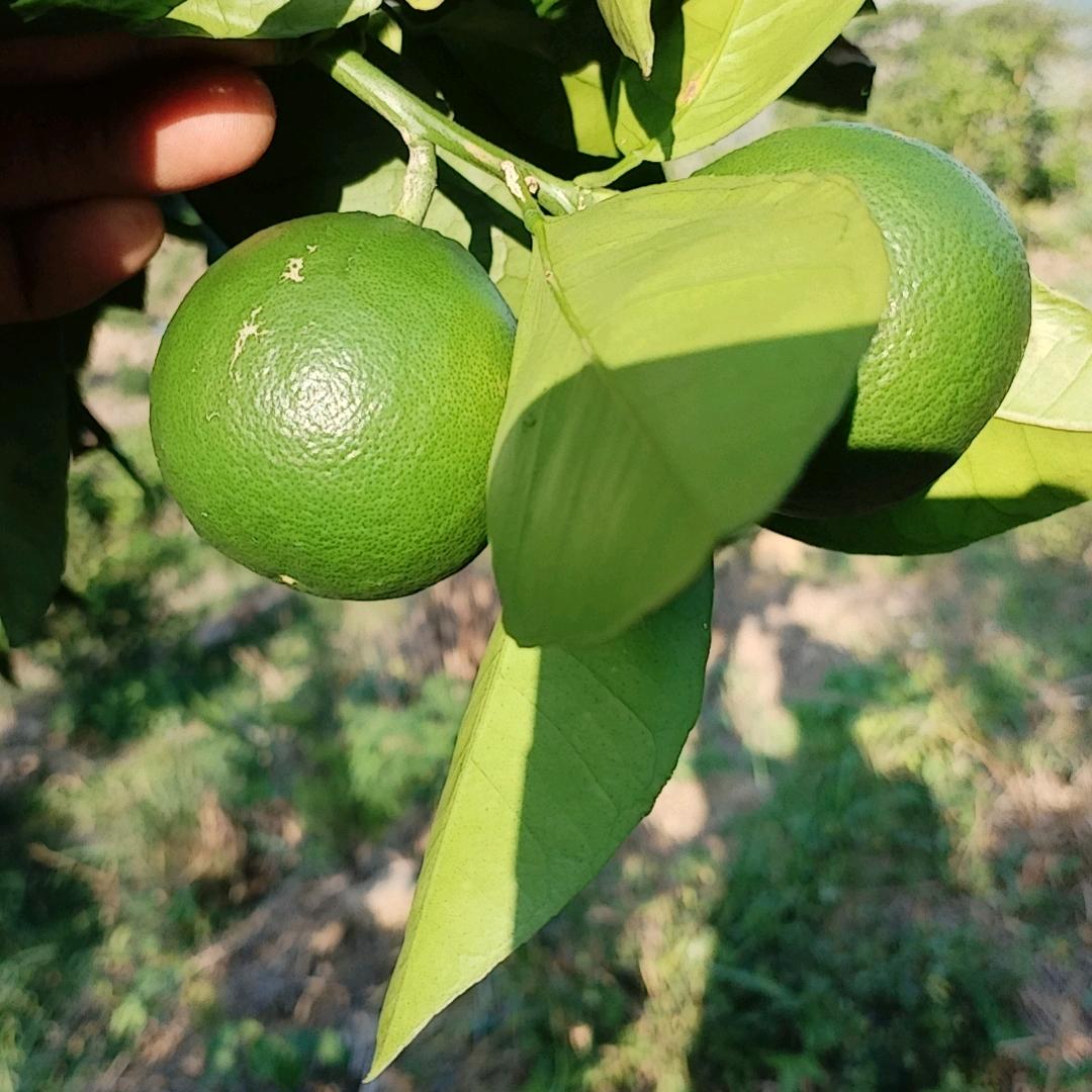 周哥好物