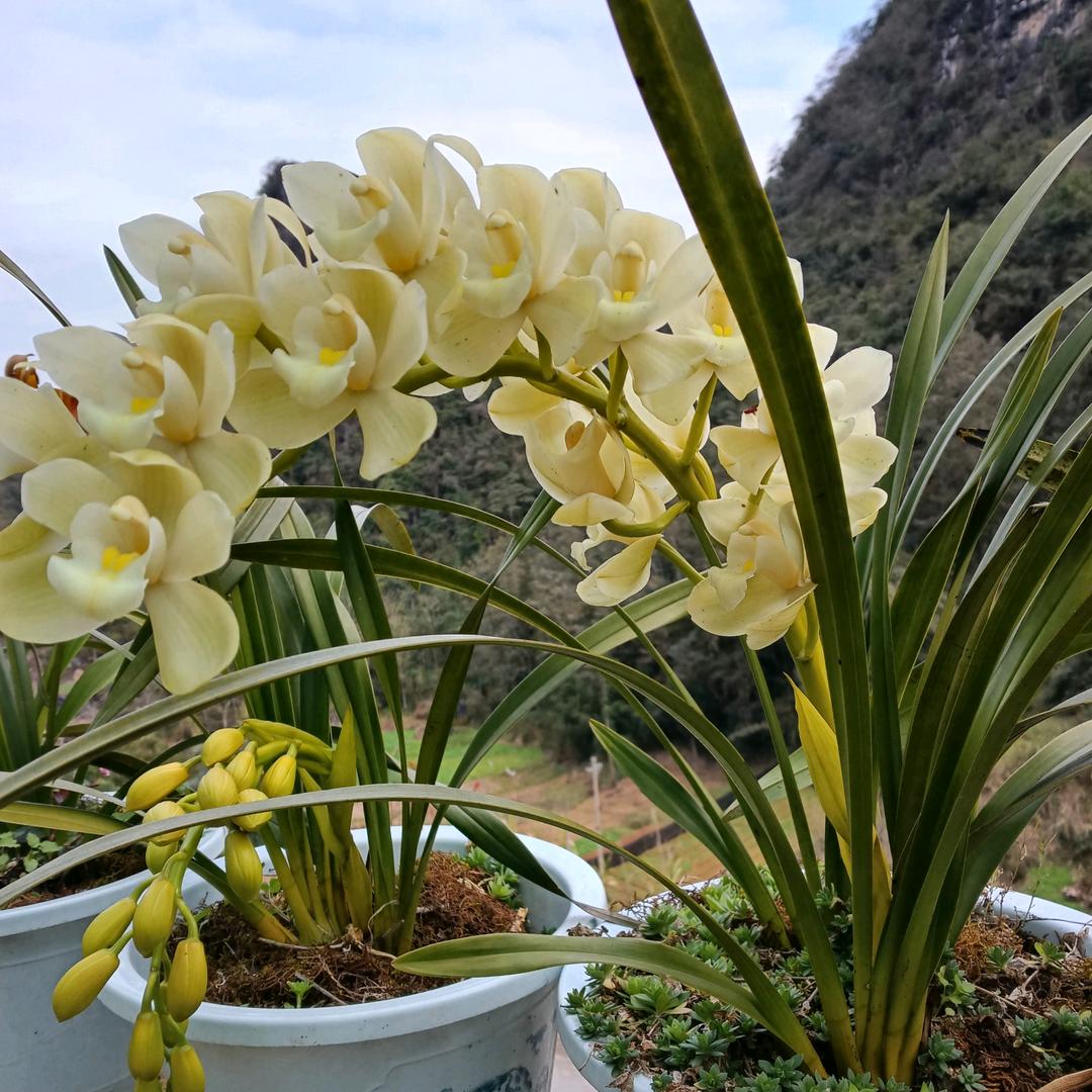 卢永