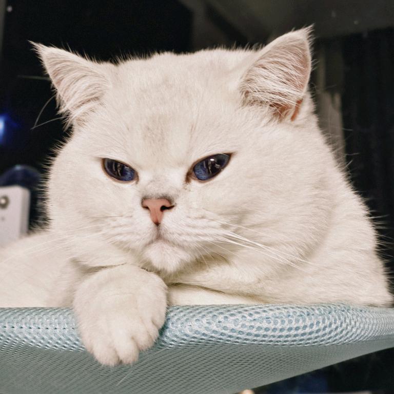 霸道温柔的公主殿下🍬