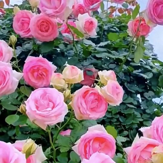 小愿科学爱种植